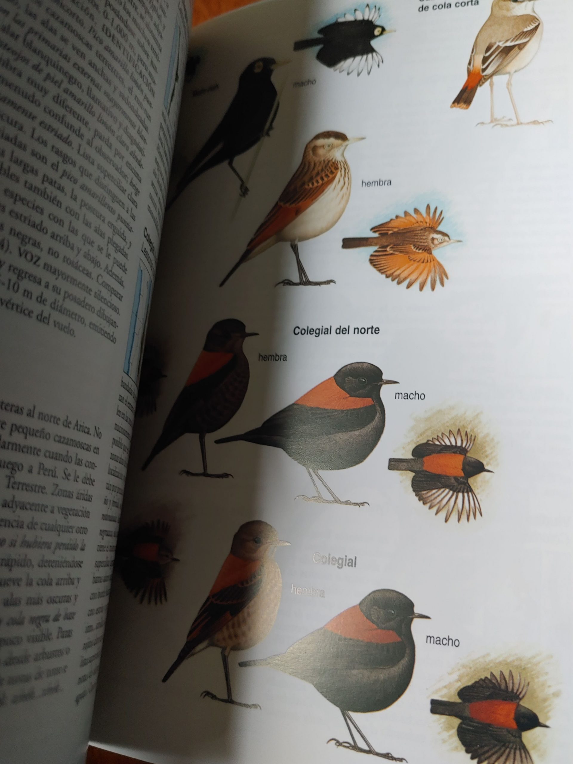 AVES DE CHILE de ALVARO JARAMILLO - Imagen 4