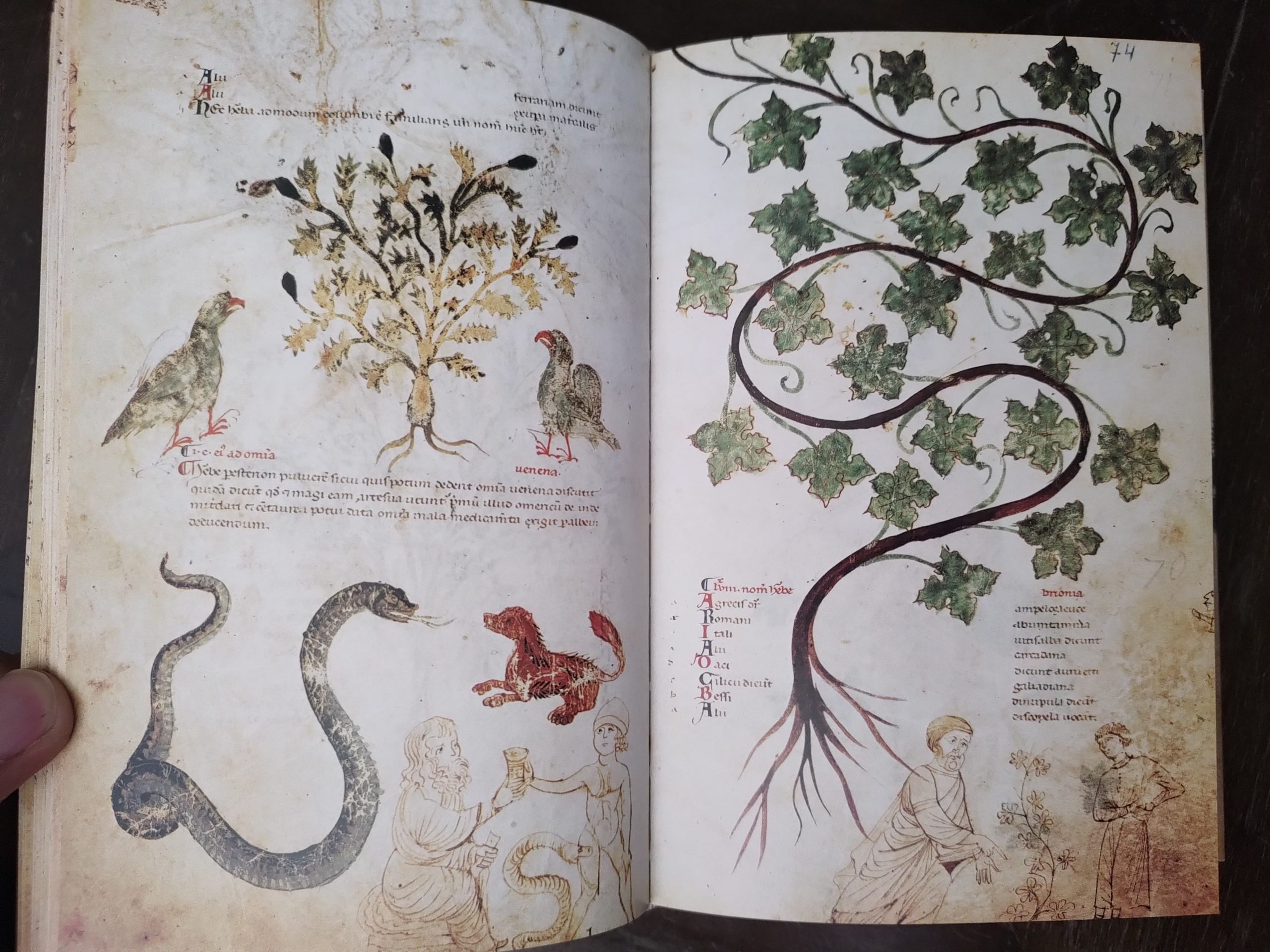 MEDICINA ANTIQUA, de D. Gracia, Charles H. Talbot, F. Unterkircher y Carmen Pita - Imagen 5