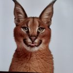 THE LIFE &LOVE OF CATS de Lewis Blackwell - Imagen 2
