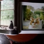 THE LIFE &LOVE OF CATS de Lewis Blackwell - Imagen 4