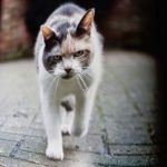 THE LIFE &LOVE OF CATS de Lewis Blackwell - Imagen 5