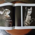 THE LIFE &LOVE OF CATS de Lewis Blackwell - Imagen 6