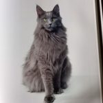 THE LIFE &LOVE OF CATS de Lewis Blackwell - Imagen 7