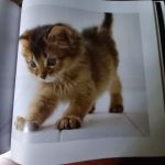 THE LIFE &LOVE OF CATS de Lewis Blackwell - Imagen 3