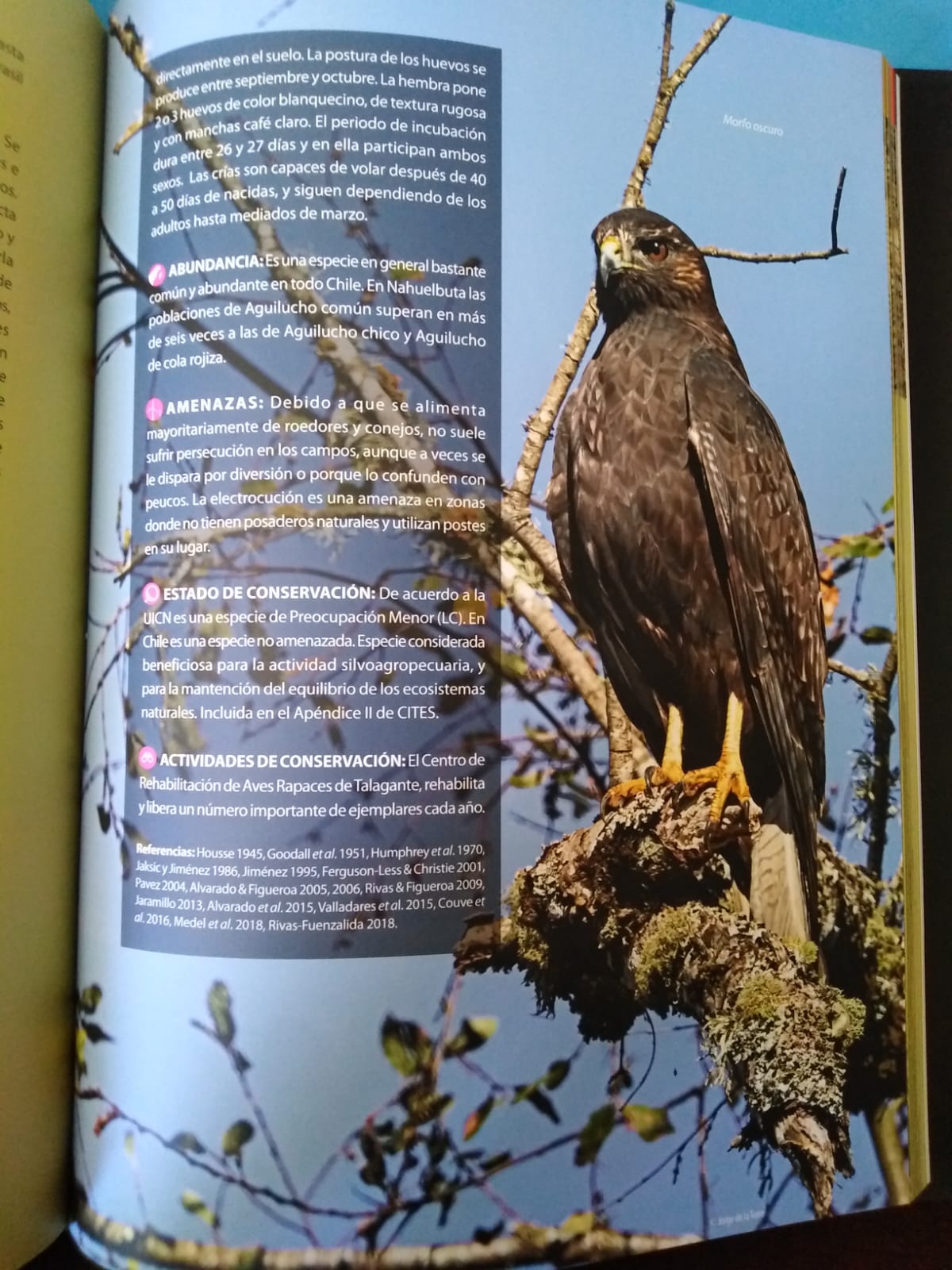 Las Aves Rapaces de Chile - VV.AA.