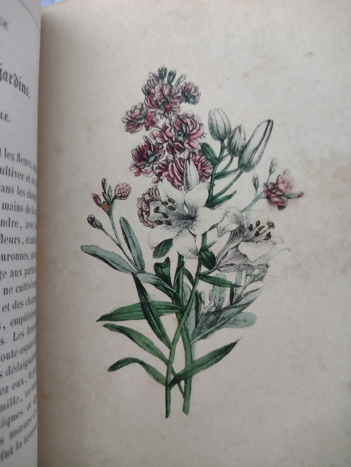 Le Langage des fleurs - M. Aimé Martín - 1852
