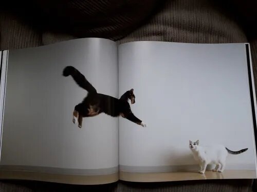 Libro Vida Y Amor De Los Gatos Lewis Blackwell New York