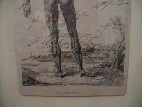 Grabado Antiguo Con Anotaciones Ambas Caras Anatomie 1809