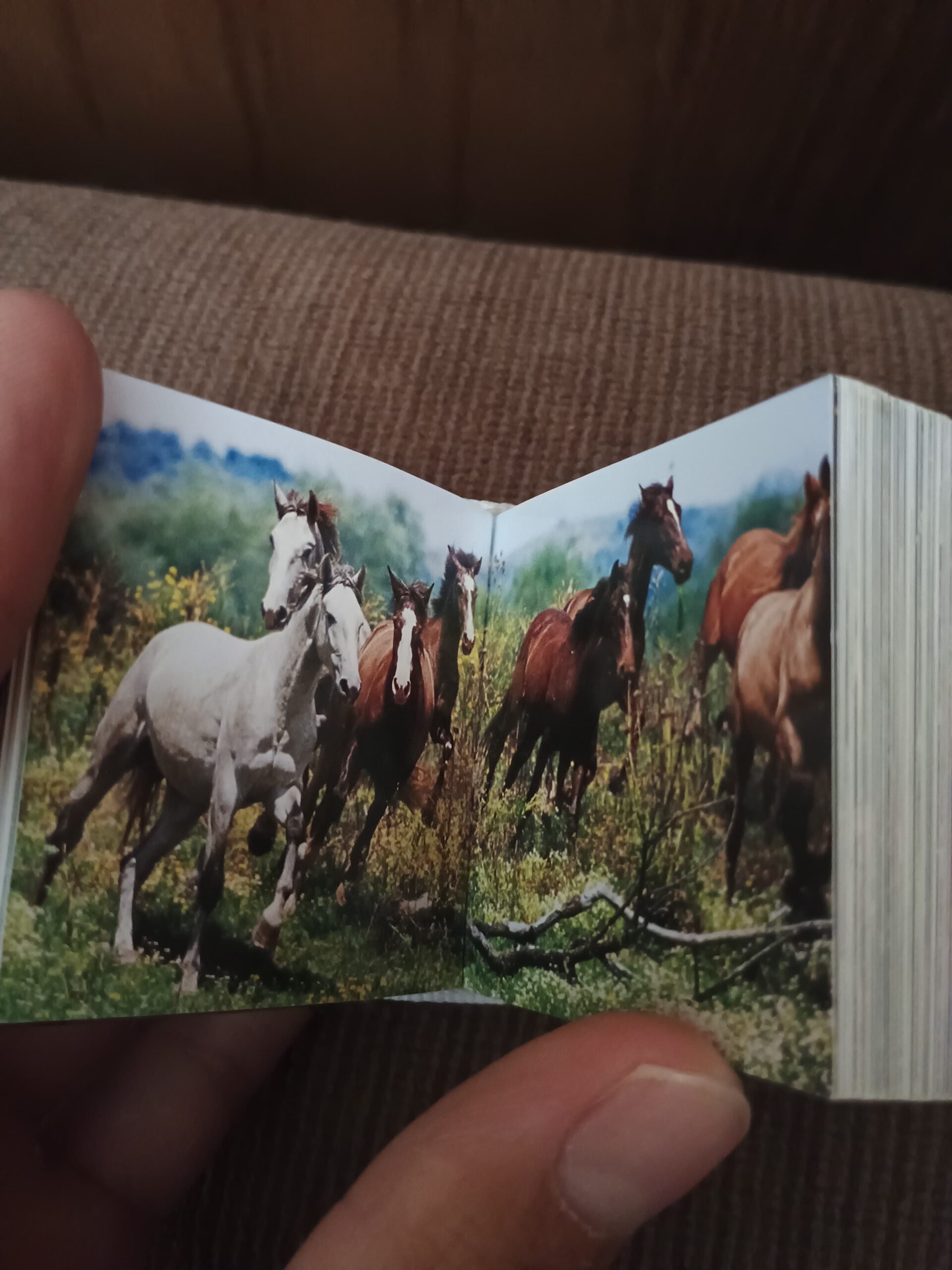 HORSES CUBE BOOK de Varios Autores - Imagen 2