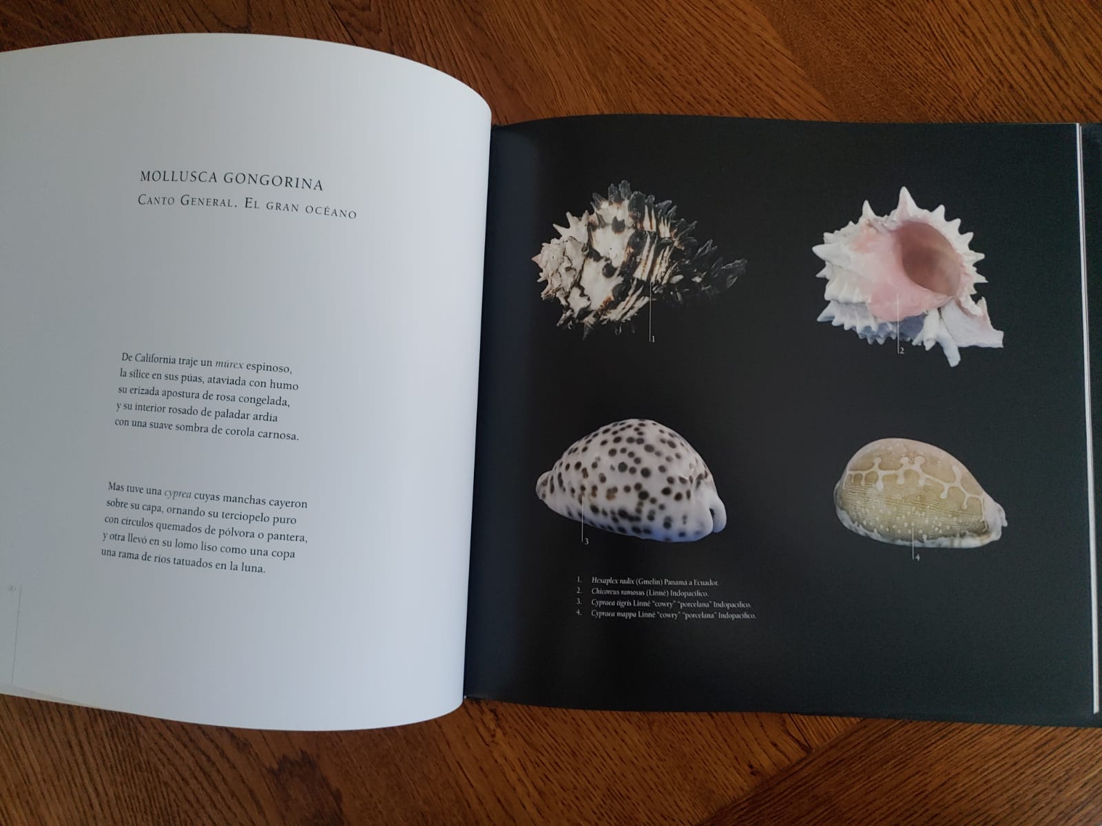LAS CARACOLAS DE PABLO NERUDA por Cecilia Osorio. Manuel Dannemann - Imagen 5