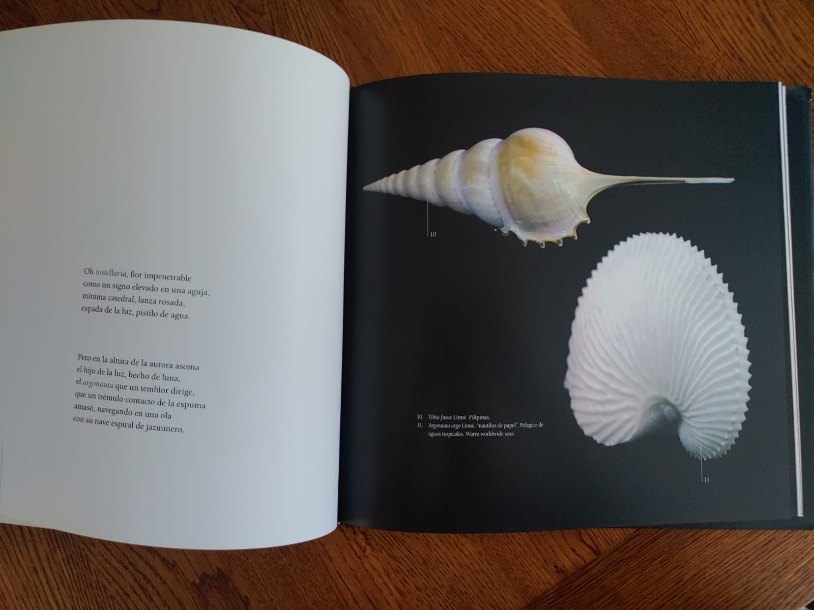 LAS CARACOLAS DE PABLO NERUDA por Cecilia Osorio. Manuel Dannemann - Imagen 7