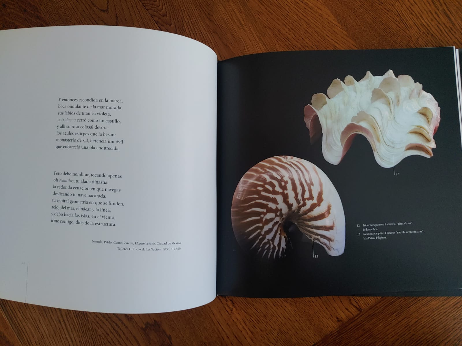 LAS CARACOLAS DE PABLO NERUDA por Cecilia Osorio. Manuel Dannemann - Imagen 9