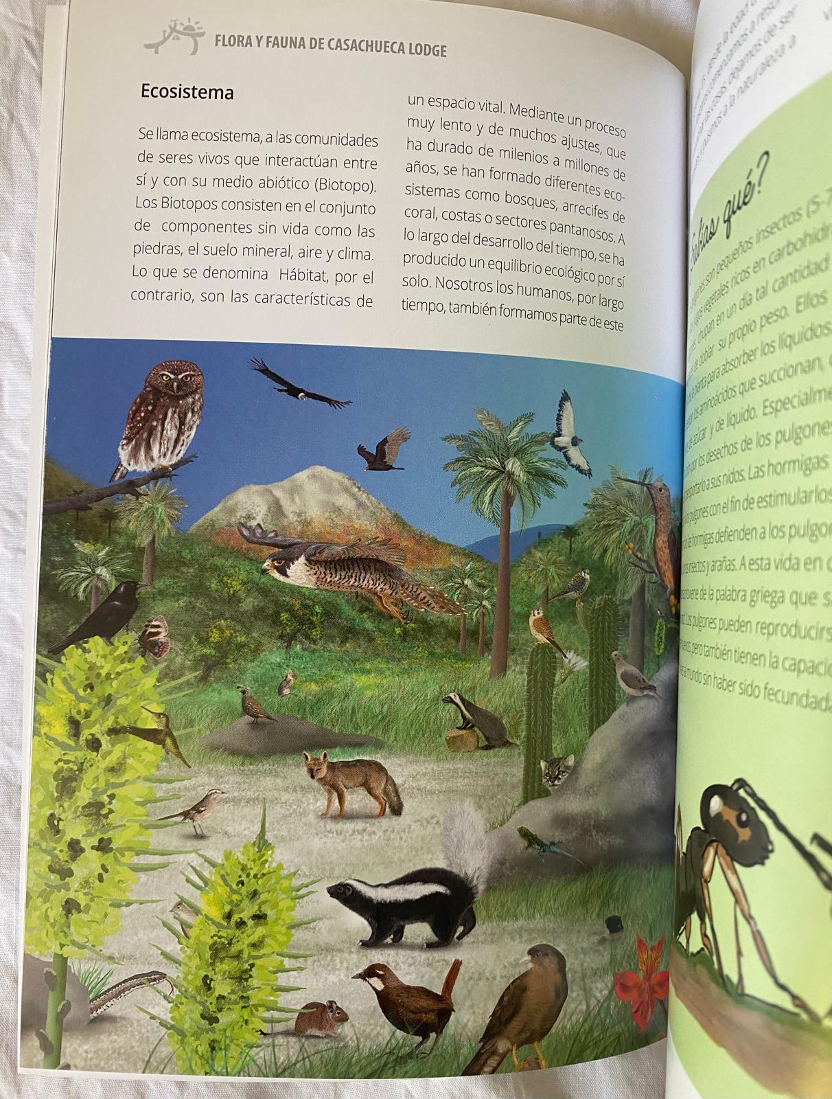 DESCUBRAMOS EL MEDIO AMBIENTE. Valle central de Chile - Imagen 3