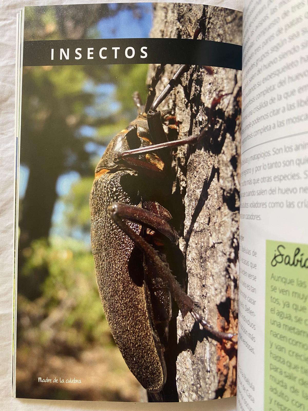 DESCUBRAMOS EL MEDIO AMBIENTE. Valle central de Chile - Imagen 9