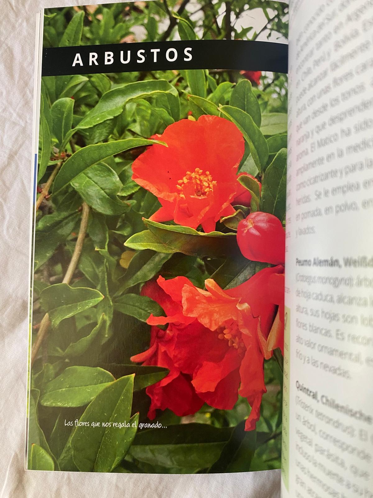 DESCUBRAMOS EL MEDIO AMBIENTE. Valle central de Chile - Imagen 13