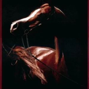 ARABIANS from the Camera of Johnny Johnston