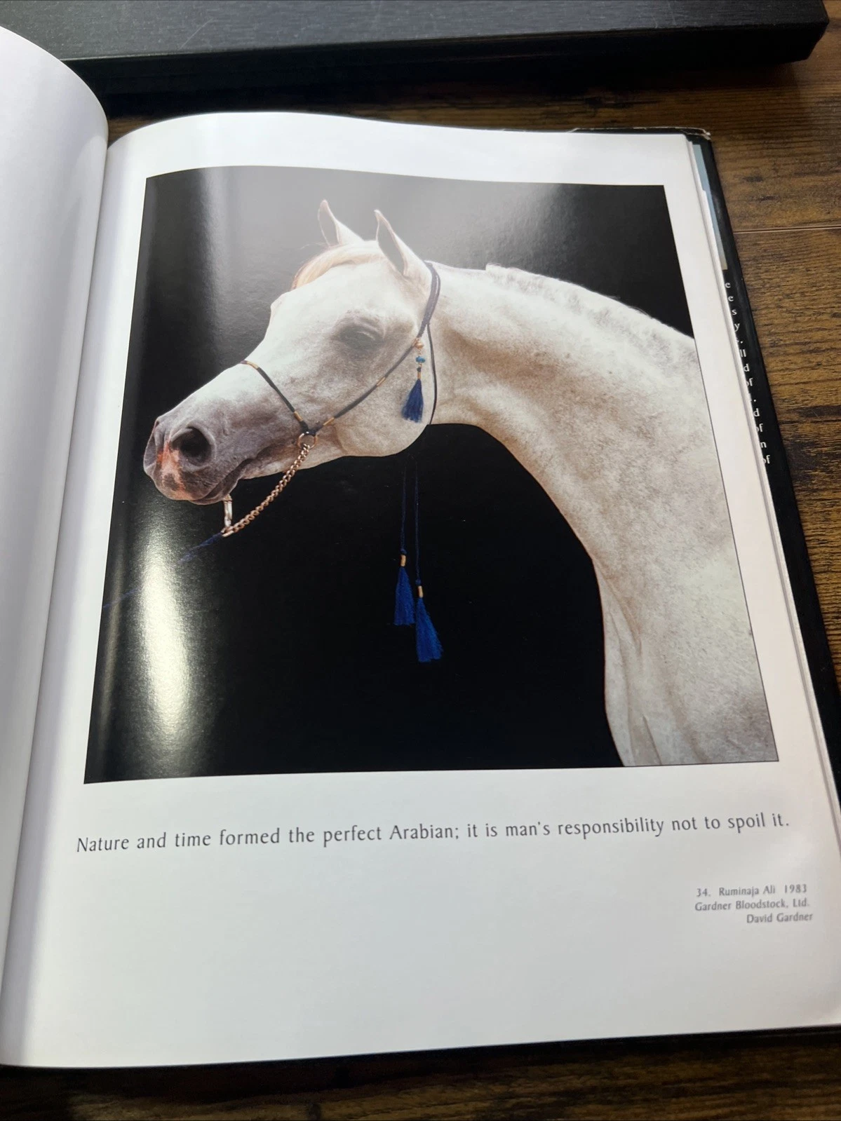 ARABIANS from the Camera of Johnny Johnston - Imagen 2